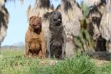 SHAR-PEI 219